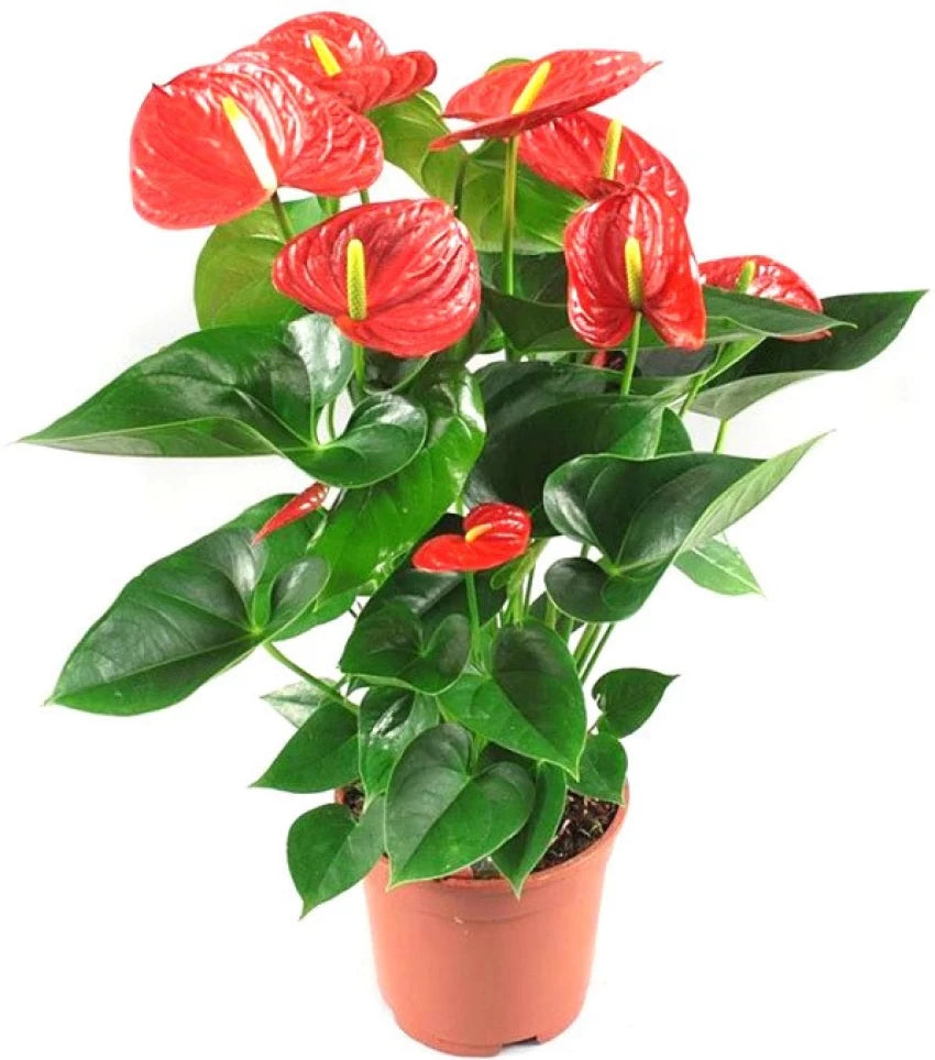 Heirloom Anthurium Flower Seeds – Exotic Houseplant - Anthurium for planting in home garden